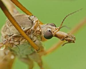 8. Komarnica (Tipula sp.)