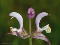 szałwia muszkatołowa (Salvia sclarea)