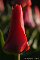   Tulipany 2010 / Tulips 2010