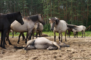 Koń Biłgorajski II (2010)