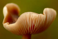 Grzyby / Fungi... +
