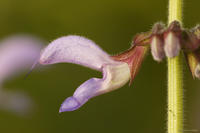 Szałwia czerwonokorzeniowa (Salvia miltiorrhizae)