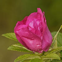  Róża pomarszczona (Rosa rugosa)