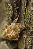   Krzyżak ogrodowy (Araneus diadematus)