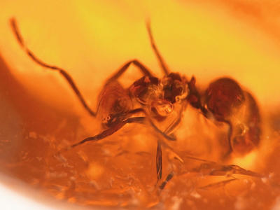 Mrówka w bursztynie