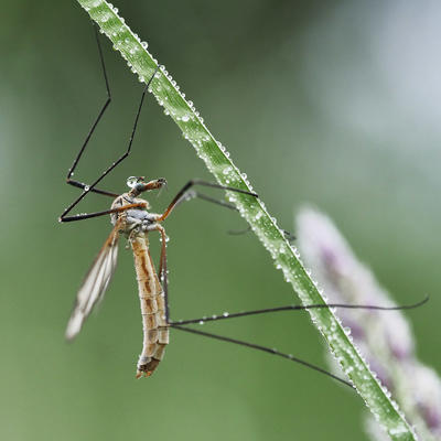 Koziułka, komarnica (Tipula sp.)