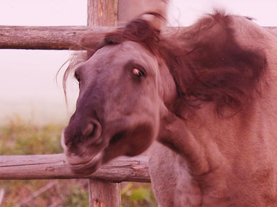  Koń domowy (Equus caballus)