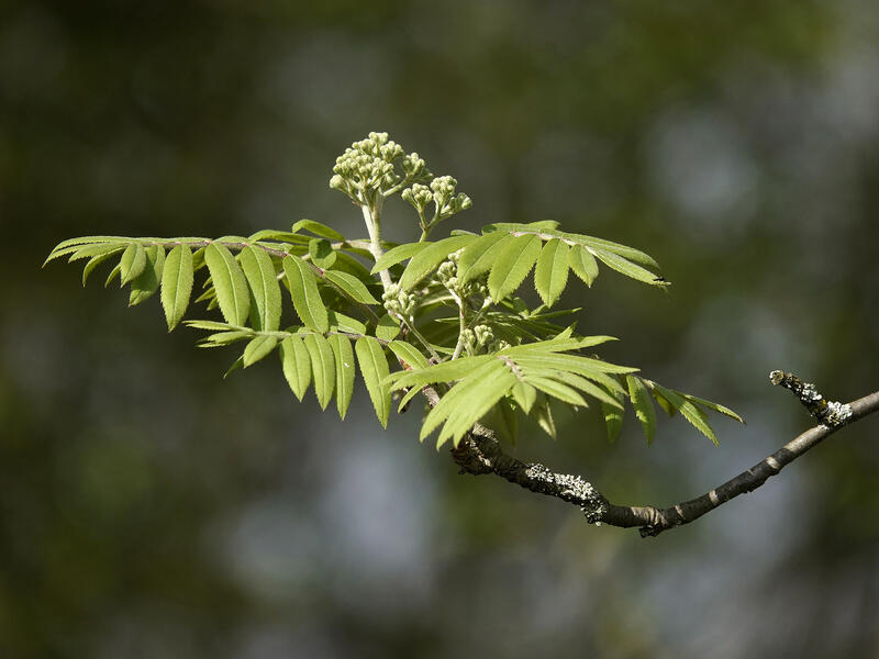 Jarząb pospolity, jarząb zwyczajny, jarzębina (Sorbus aucuparia)