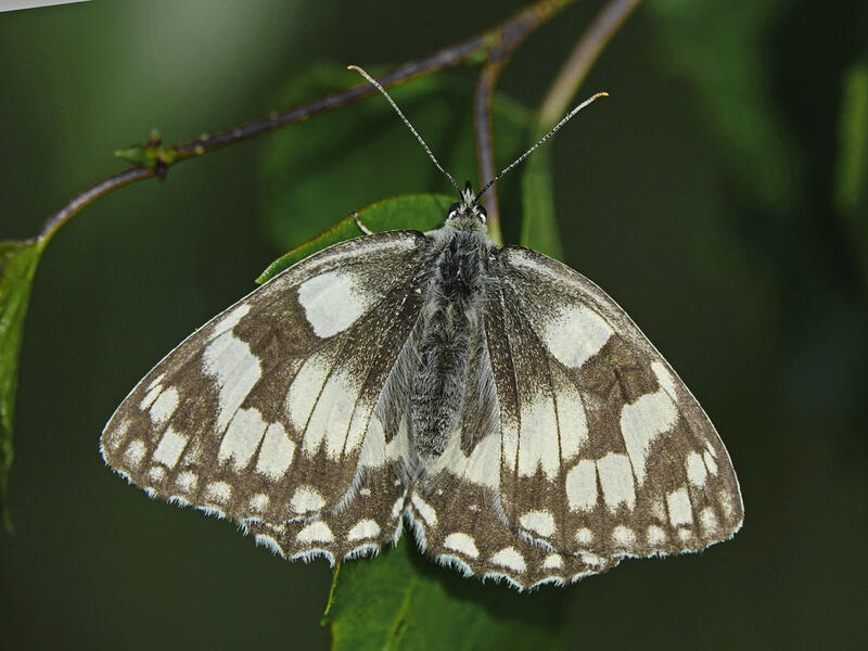 Polowiec szachownica (Melanargia galatea)