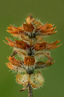  Głowienka pospolita (Prunella vulgaris)
