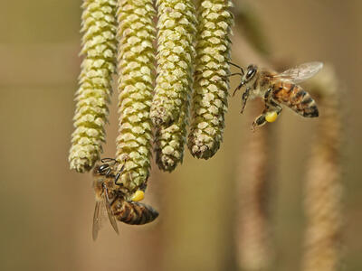 Pszczoła miodna (Apis mellifera)