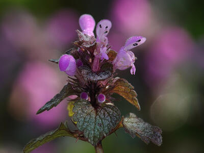 Jasnota purpurpowa (Lamium purpureum)