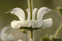   Szałwia srebrzysta (Salvia argentea)