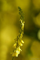 Nostrzyk żółty (Melilotus officinalis)