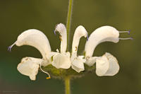  Szałwia srebrzysta (Salvia argentea)