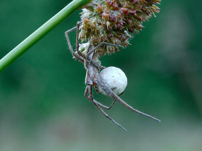  6. Samica pająka darownika przedziwnego z kokonem wypełnionym jajami poprosiła o kadr znacznie luźniejszy