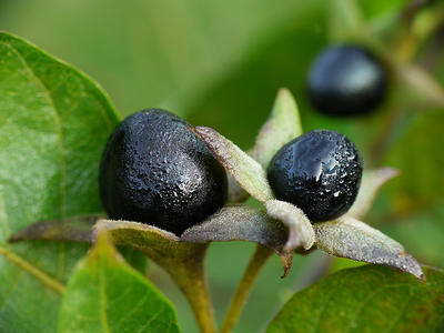 Pokrzyk wilcza jagoda (Atropa belladonna)