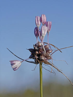 Czosnek zielonawy (Allium oleraceum