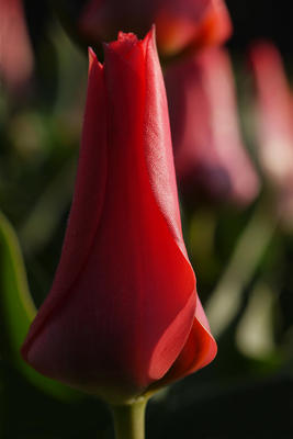 Tulipan (Tulipa)