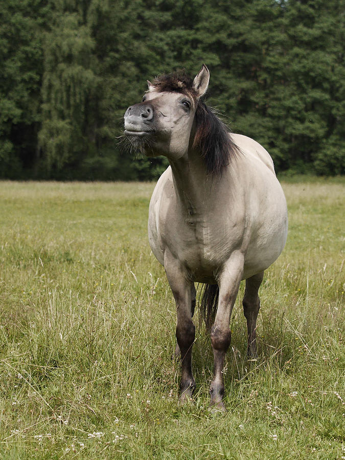  Koń domowy (Equus caballus)